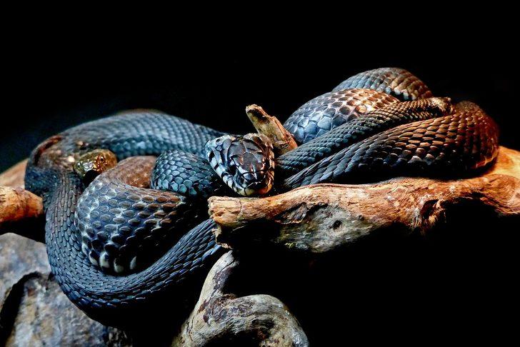 Rüyada siyah yılan görmek ne demek, ne anlama gelir? - Mynet trend
