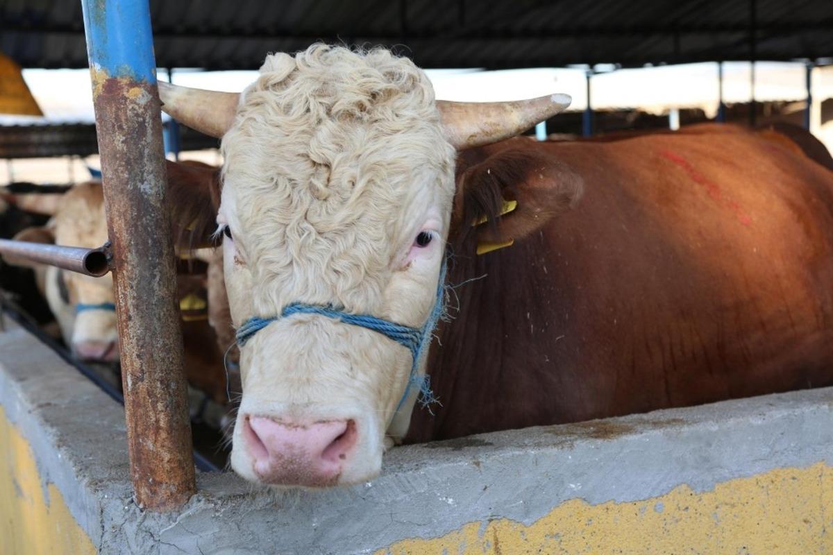Nil&uuml;fer&rsquo;de kurban kesim yerleri belirlendi