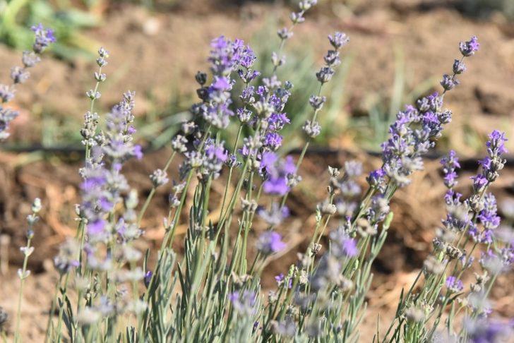 Altıeylül Belediyesi tarımsal kalkınmaya destek oluyor G3