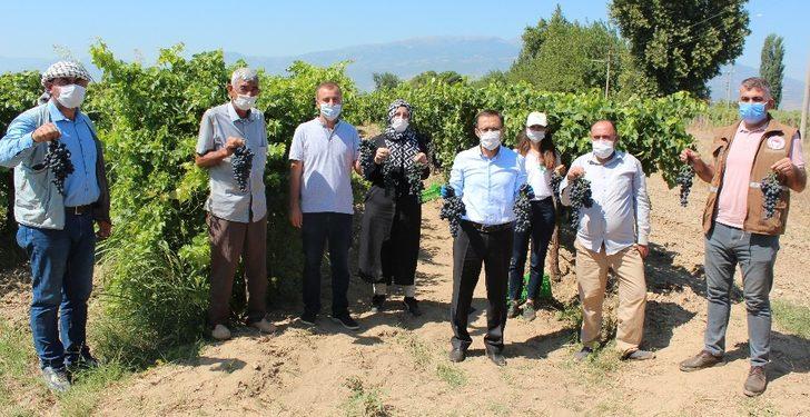 Türk mühendislerden yeni üzüm çeşidi: Spil karası üzüm G2