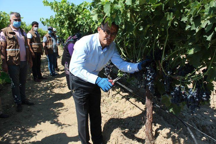 Türk mühendislerden yeni üzüm çeşidi: Spil karası üzüm G3