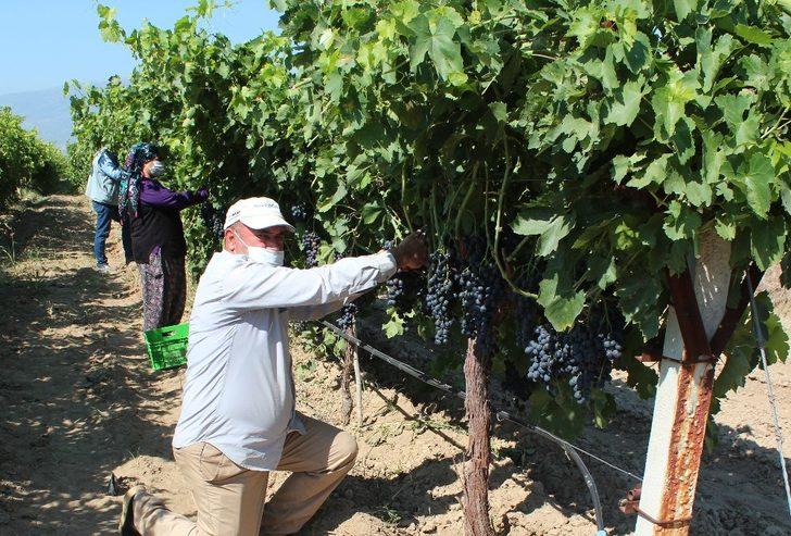 Türk mühendislerden yeni üzüm çeşidi: Spil karası üzüm G1