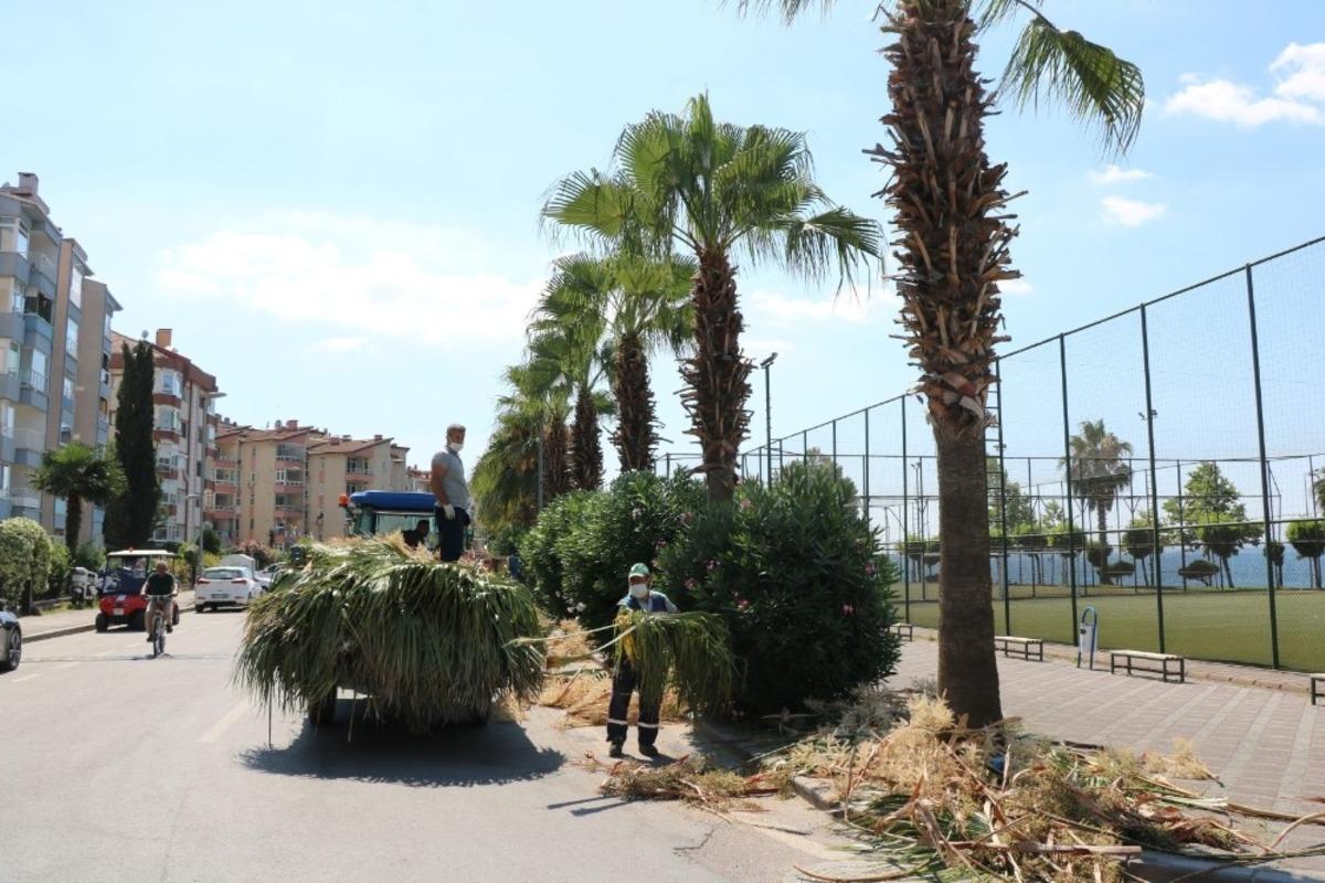 Karam&uuml;rsel sahilindeki palmiyeler bakımdan ge&ccedil;ti