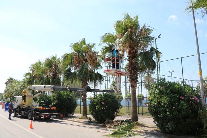 Karamürsel sahilindeki palmiyeler bakımdan geçti G3