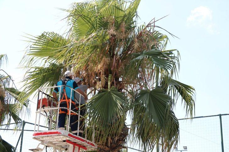 Karamürsel sahilindeki palmiyeler bakımdan geçti G4