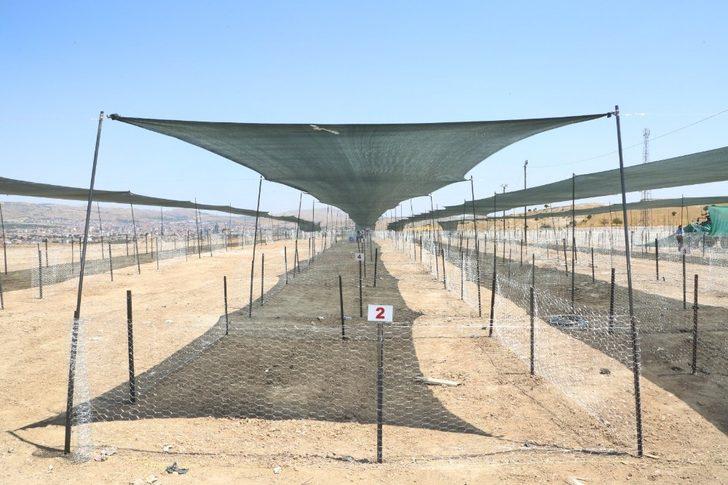 Elazığ’da kurban satış ve kesim yerleri hazırlanıyor G2