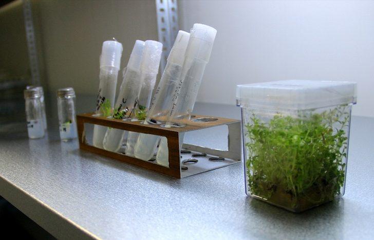 Ata tohumları geleceğe miras için donduruluyor G3