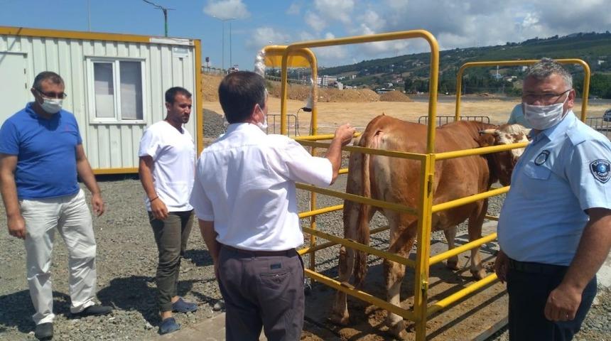 Hayvan pazarlarına sıkı denetim