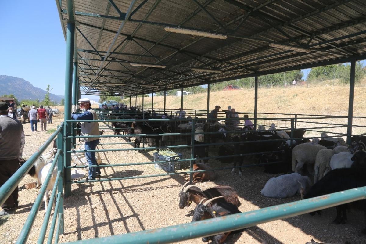 &Ccedil;ameli&rsquo;de hayvan pazarında yoğunluk başladı