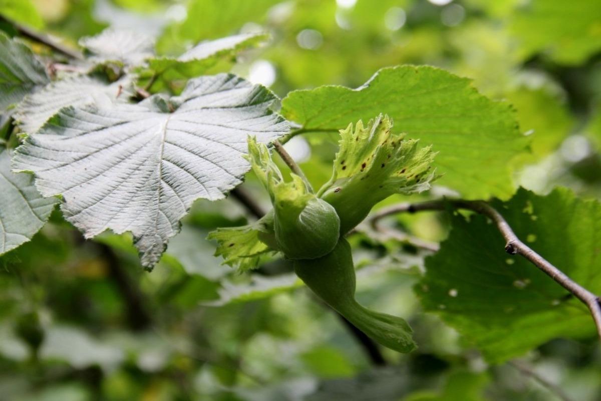 Fındıkta rekolte tartışması
