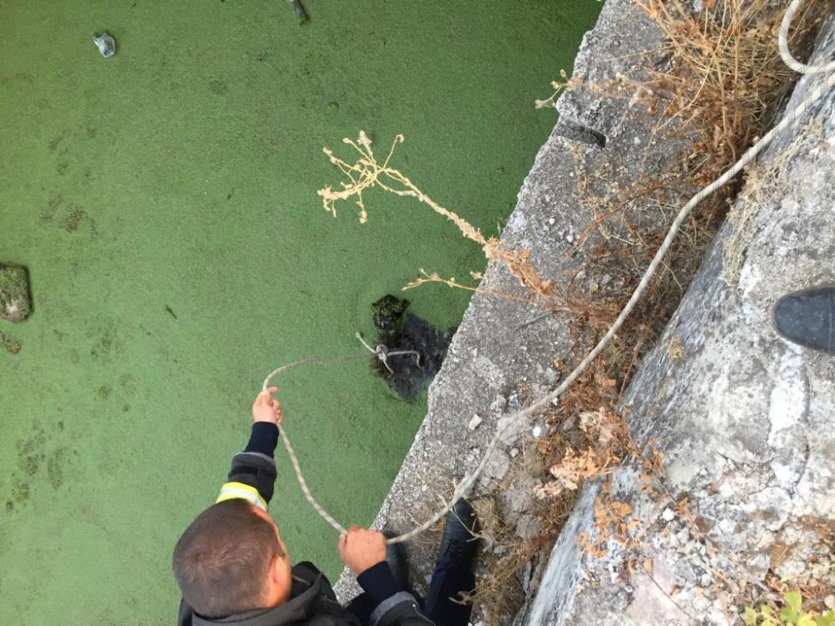 Atık su kuyusuna d&uuml;şen yavru k&ouml;pek i&ccedil;in seferber oldular