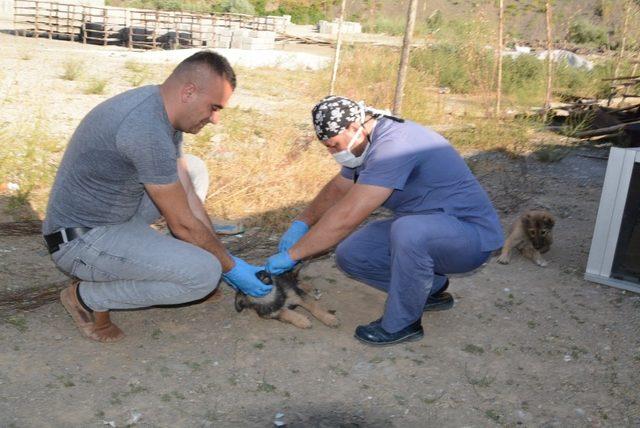 Hakkari’de sokak köpekleri sağlık taramasından geçirildi