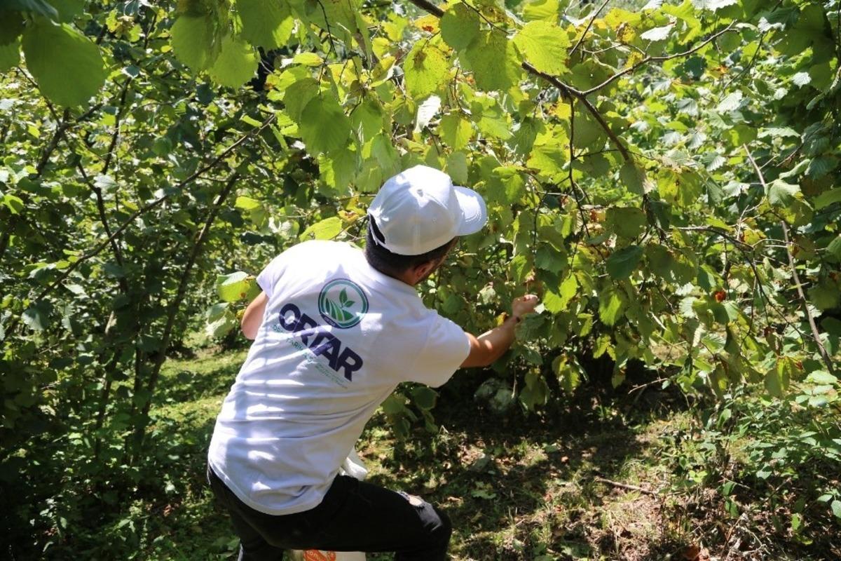 Fındık iş&ccedil;iliğine rekor başvuru