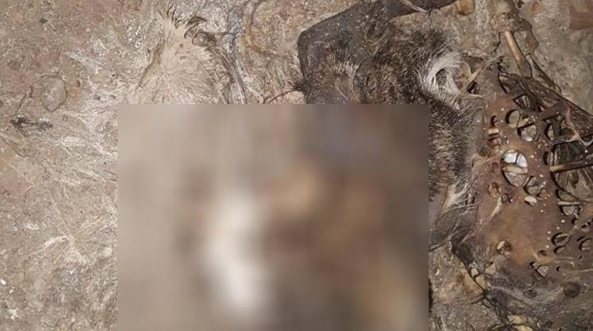 Bursa'da korkun&ccedil; olay! Boş inşaatta yanmış kedi bulundu