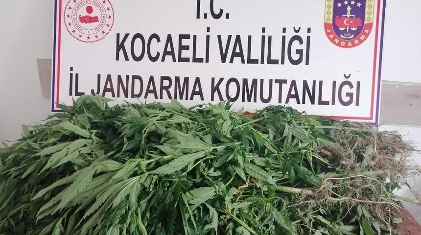 Ormandaki alana ekili 500 k&ouml;k kenevir ele ge&ccedil;irildi