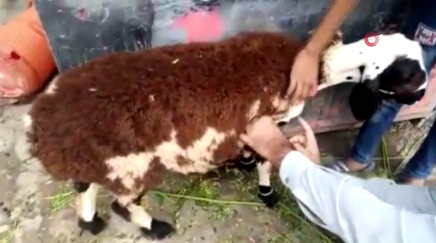 Pakistan'da fıkra gibi olay! Kurbanlık koyun diye aldı, gerçek çok farklı çıktı
