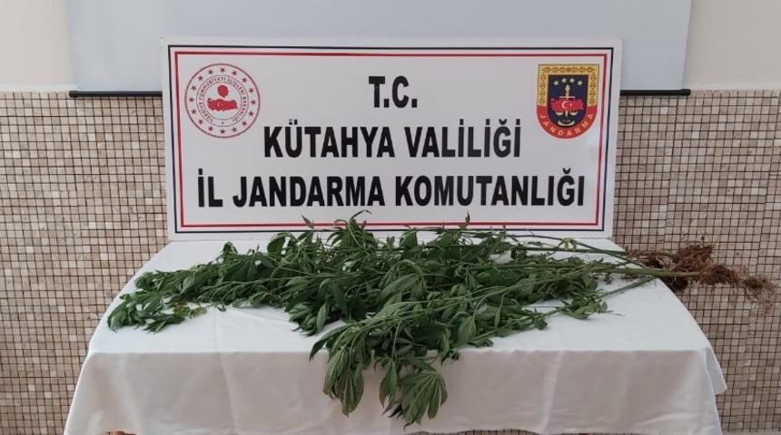 K&uuml;tahya&rsquo;da 35 k&ouml;k kenevir bitkisi ele ge&ccedil;irildi