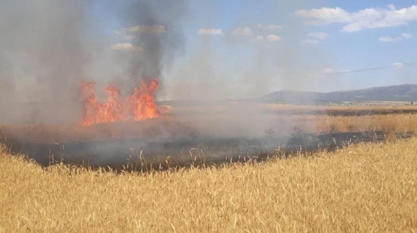 K&uuml;tahya'da y&uuml;ksek gerilim hattına &ccedil;arparak yanan kuş, 12 hektar buğday ekili alanı k&uuml;l etti