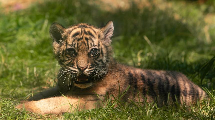 Polonya’da nesli tükenmekte olan Sumatra kaplanı dünyaya geldi