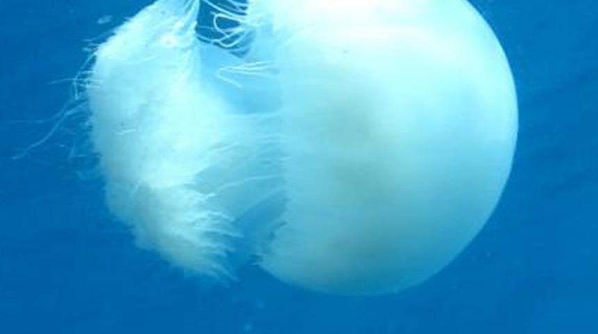 Uzmanından denizanası uyarısı: 1-2 metre uzağında kalınmalı