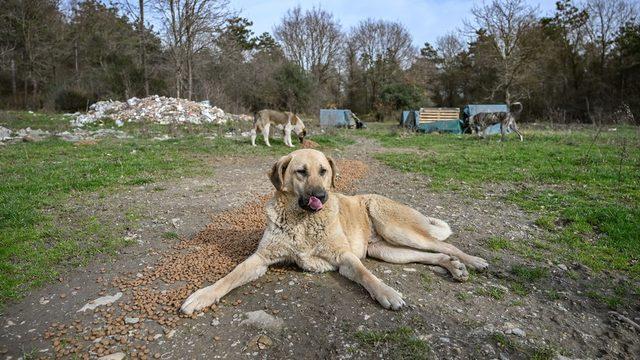 köpek