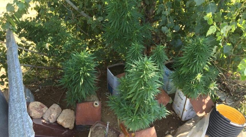 Teneke kutuda yetiştirilen kenevirler ele ge&ccedil;irildi