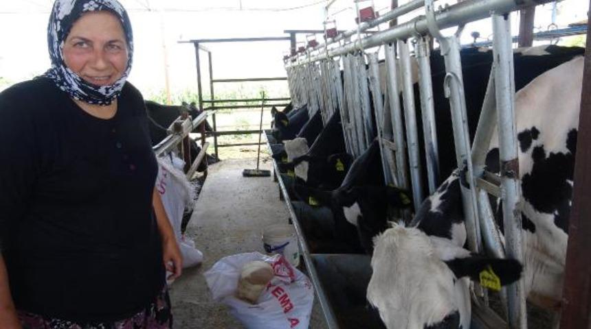 5 inekle başladı! Şimdi 100 büyükbaş hayvanı var