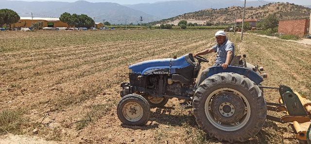 Salatalıkta ikinci ekim dönemi