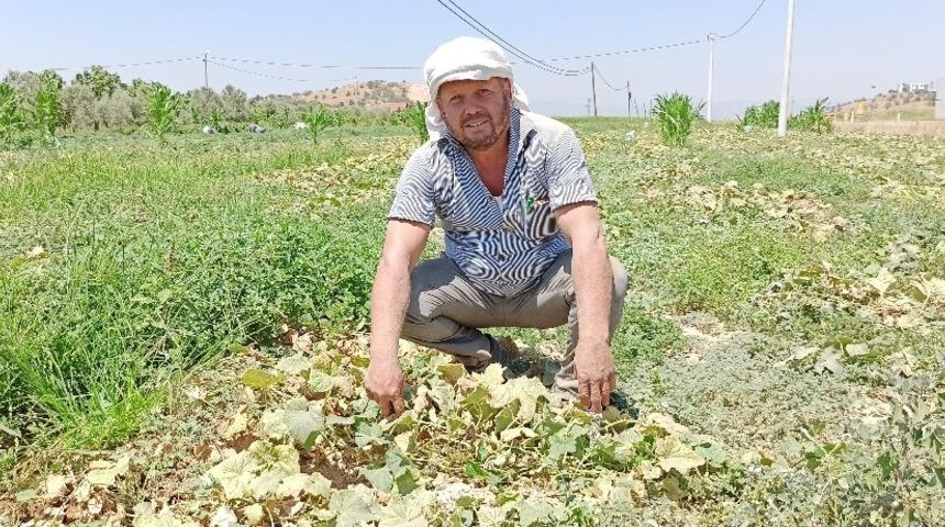 Salatalıkta ikinci ekim dönemi