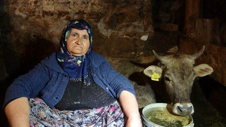 Hacer nine, kurtların saldırısına uğrayan ‘Sarı kız’ için gözyaşı döküyor G1