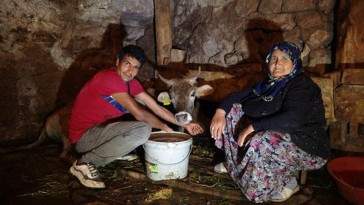 Hacer nine, kurtların saldırısına uğrayan ‘Sarı kız’ için gözyaşı döküyor G2