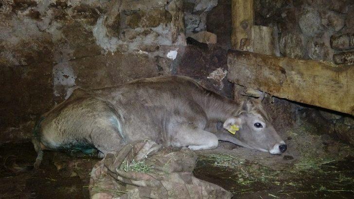 Hacer nine, kurtların saldırısına uğrayan ‘Sarı kız’ için gözyaşı döküyor G3