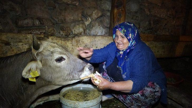 Hacer nine, kurtların saldırısına uğrayan ‘Sarı kız’ için gözyaşı döküyor G4