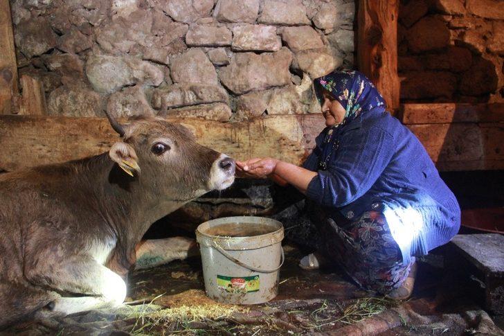 Hacer nine, kurtların saldırısına uğrayan ‘Sarı kız’ için gözyaşı döküyor G5