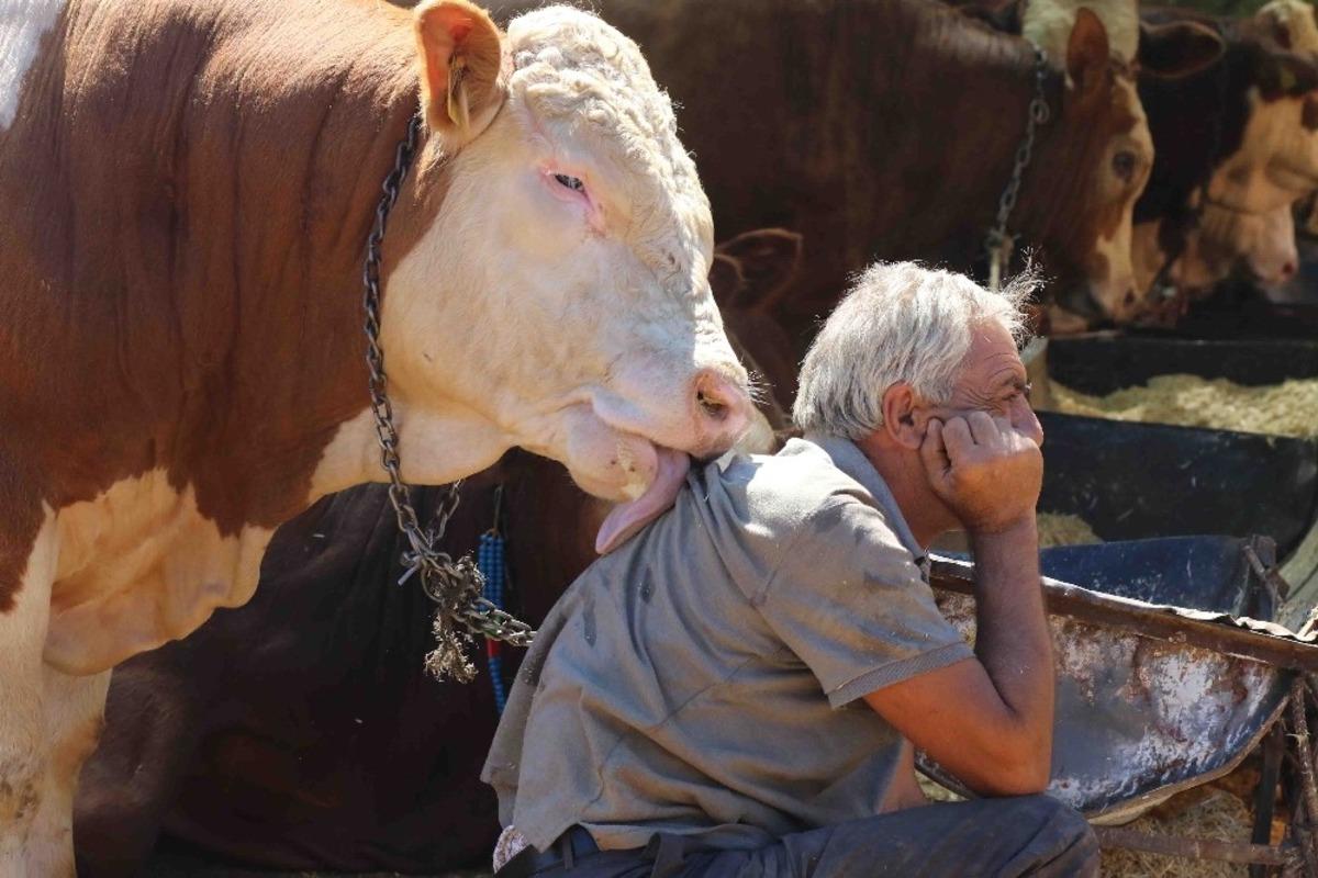 Bayraklı Belediyesi Kurban Bayramına hazır