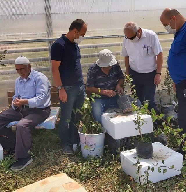 Kaybolmaya yüz tutmuş fidanlara göz aşısı yapıldı