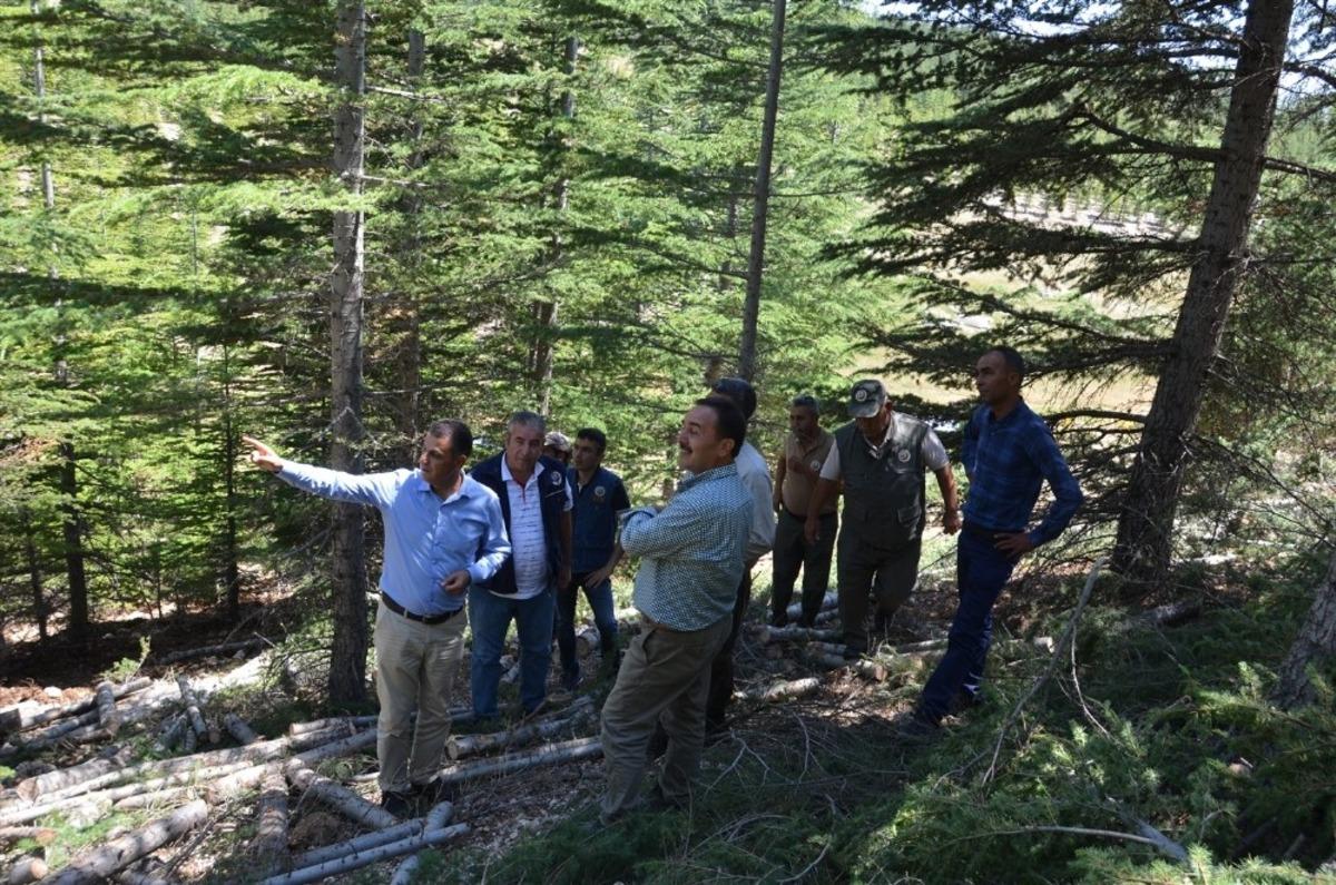 B&ouml;lge M&uuml;d&uuml;r&uuml; Akduman, Erdemli ağa&ccedil;landırma sahalarını inceledi
