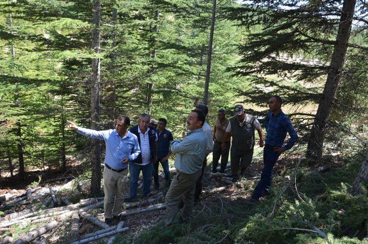 Bölge Müdürü Akduman, Erdemli ağaçlandırma sahalarını inceledi G1