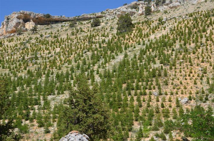 Bölge Müdürü Akduman, Erdemli ağaçlandırma sahalarını inceledi G2