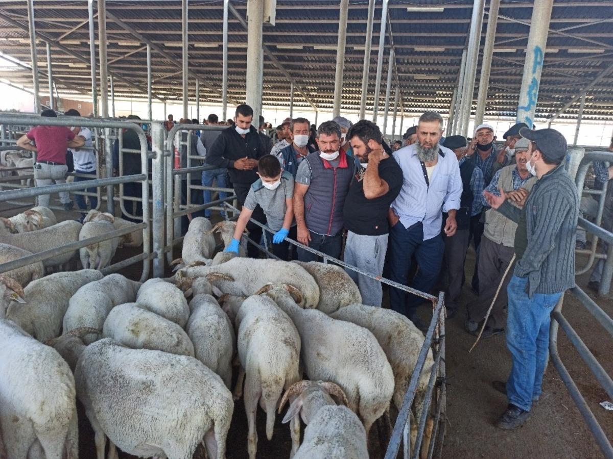Şuhut&rsquo;ta k&uuml;&ccedil;&uuml;kbaş kurbanlıklar g&ouml;r&uuml;c&uuml;ye &ccedil;ıktı