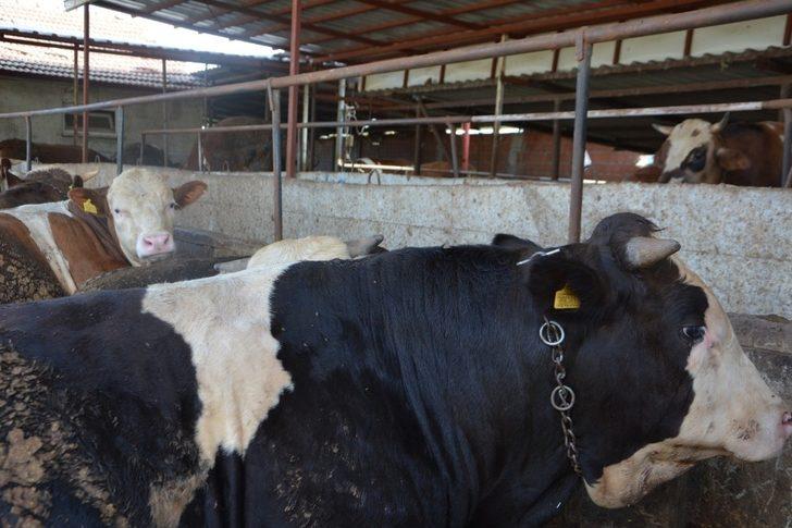 Jandarmadan besicilere ’hırsızlık’ uyarısı G3