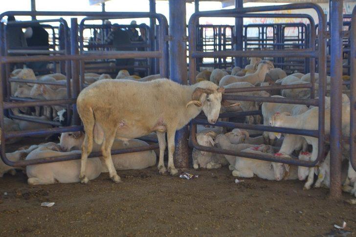 Afyonkarahisar’da kurbanlık fiyatlarının bu yıl makul seviyelerde olması bekleniyor G1