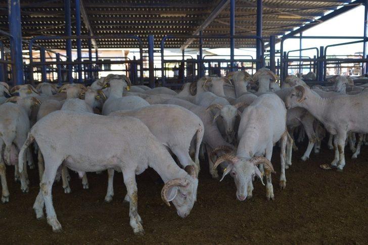 Afyonkarahisar’da kurbanlık fiyatlarının bu yıl makul seviyelerde olması bekleniyor G2