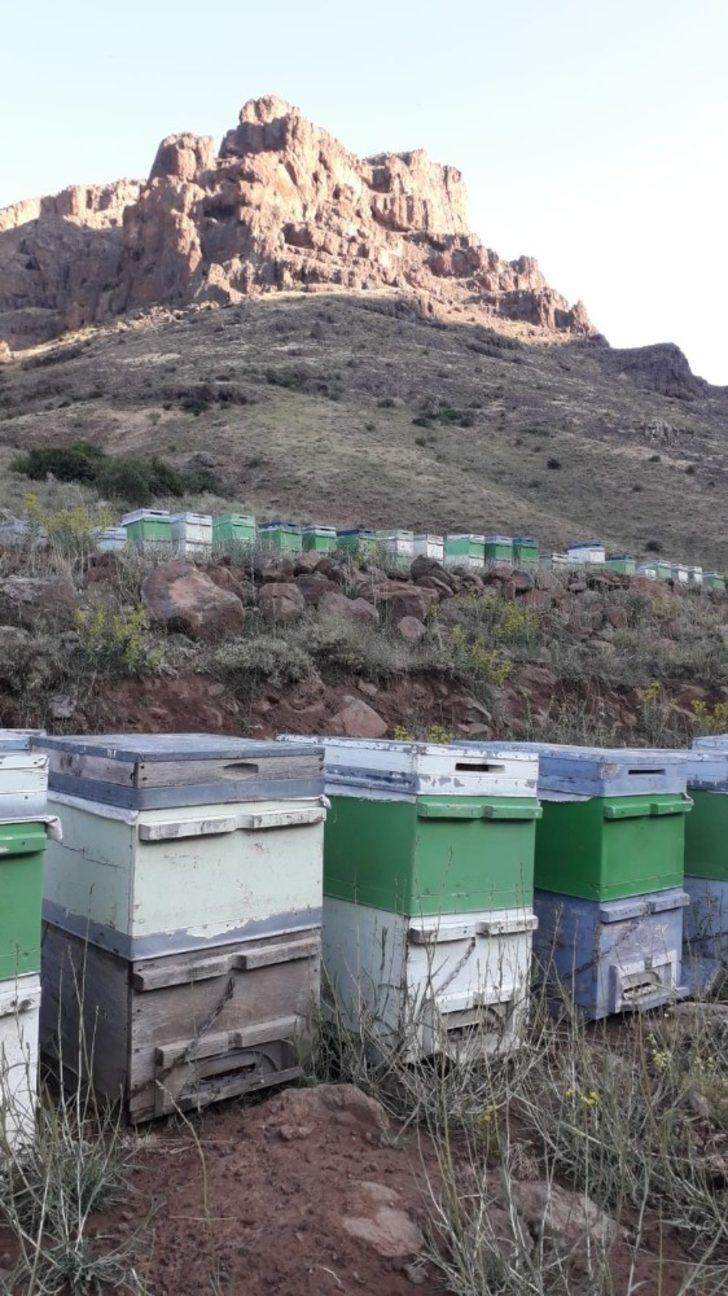 Arı kovanlarına ayı saldırısı G1