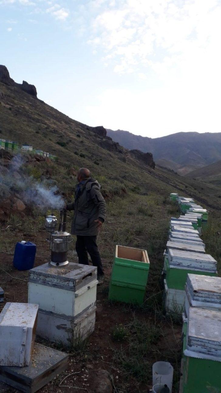 Arı kovanlarına ayı saldırısı G2