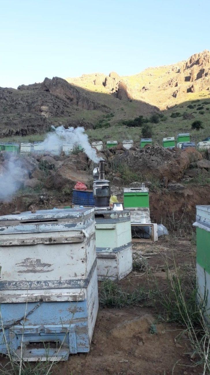 Arı kovanlarına ayı saldırısı G3