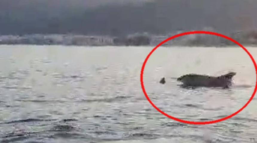 Marmaris Körfezi açıklarında yunus sürprizi