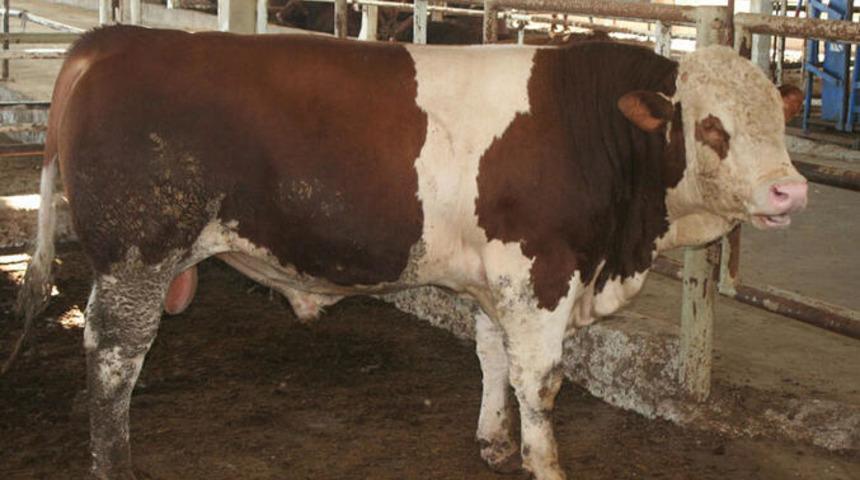 Diyanet'ten 'kurbanlık' uyarısı