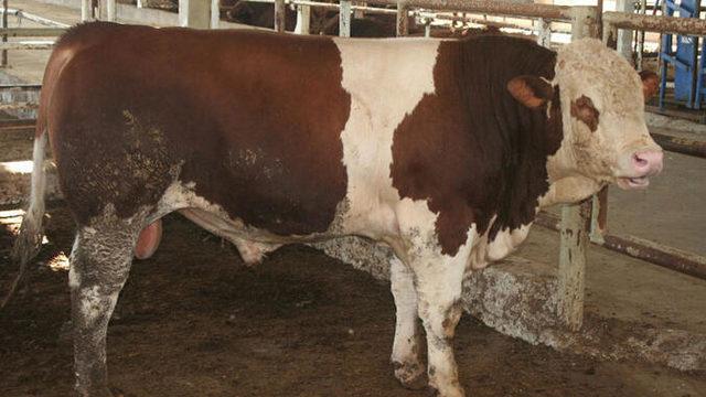 Diyanet'ten 'kurbanlık' uyarısı