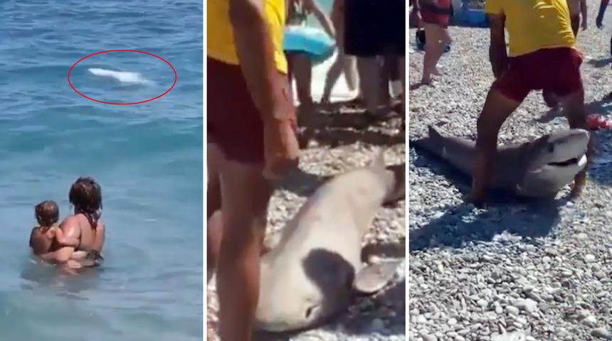 Antalya'da köpekbalığı ölüsü kıyıya vurdu